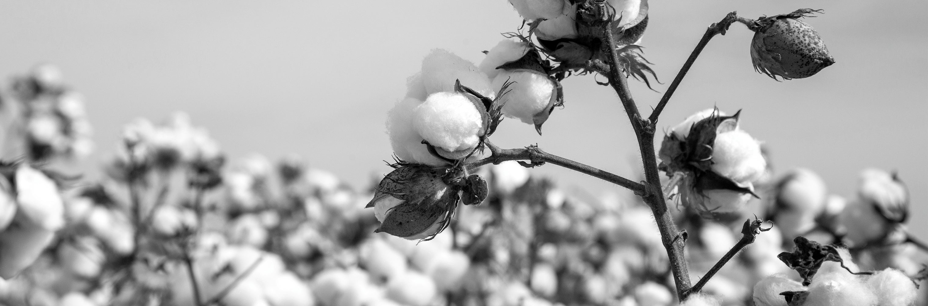 story_banner